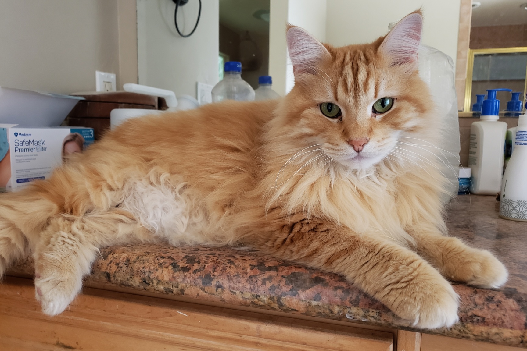 Fluffy orange cat resting on a kitchen counter