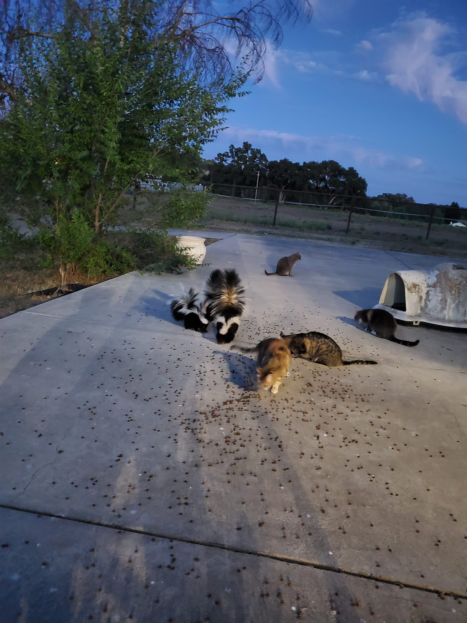 Outdoor barn cats sharing kibble with two skunks at dusk