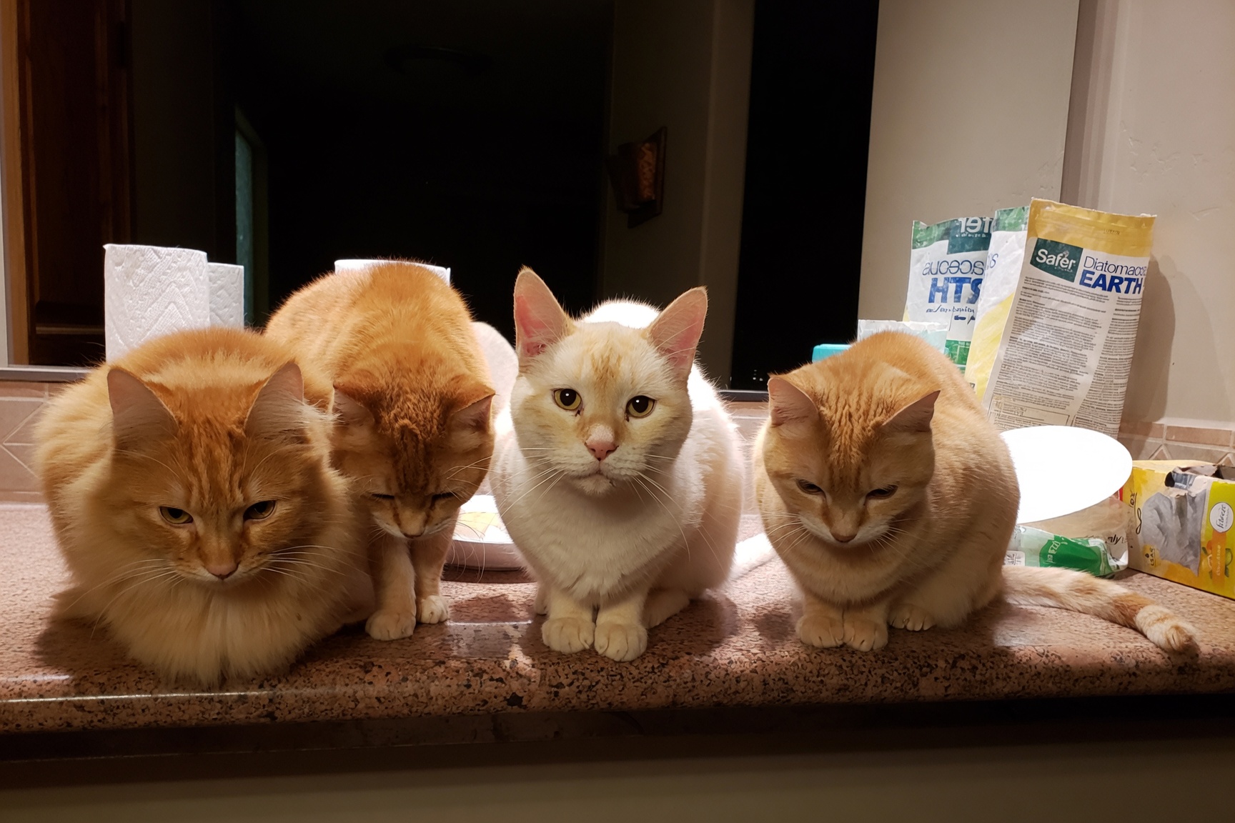 Four cats lined up on a bathroom counter
