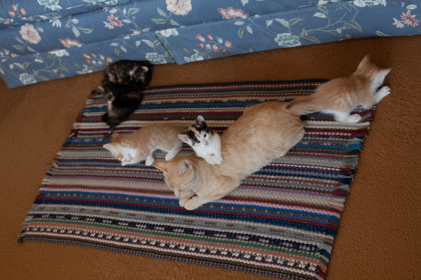 Kittens napping on a braided rug
