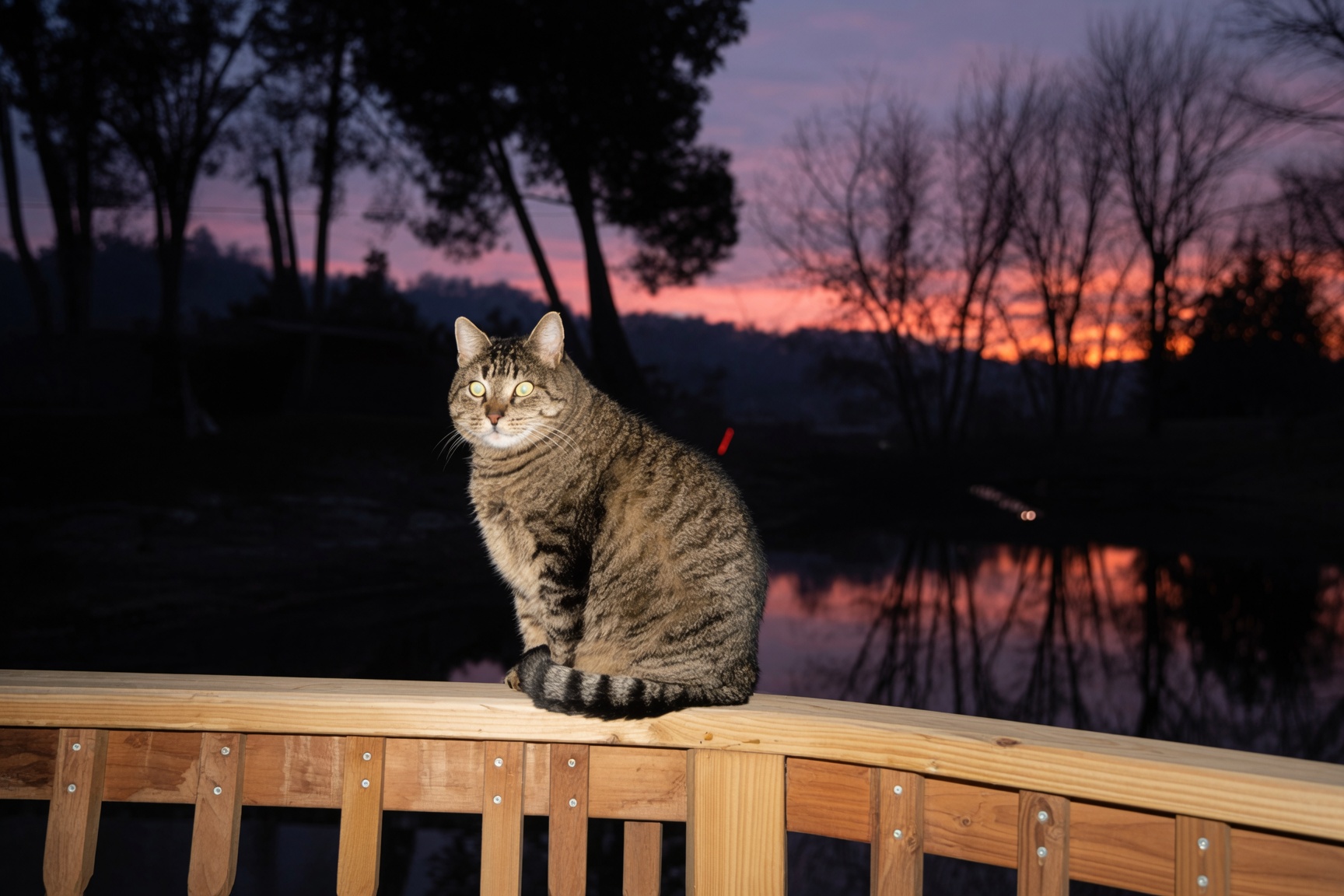 Cats outdoors at sunset
