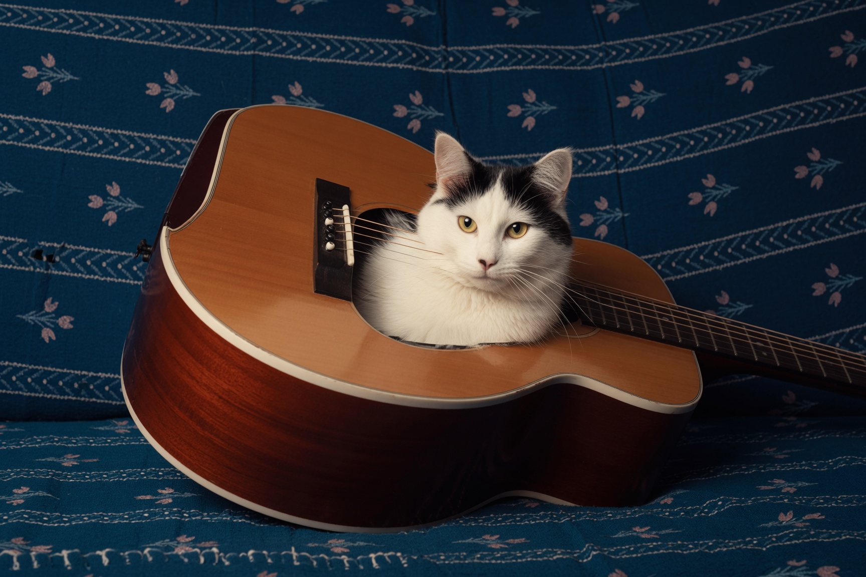 Cat resting in an acoustic guitar
